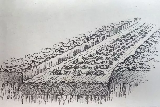 Летняя рассада клубники: метод с теневыми грядами для удвоенного урожая весной