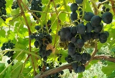 Пятак под виноград: примета или агрономический прием, проверенный временем?