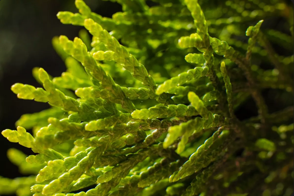 Российские учёные создали безопасный аналог гепарина из морских водорослей