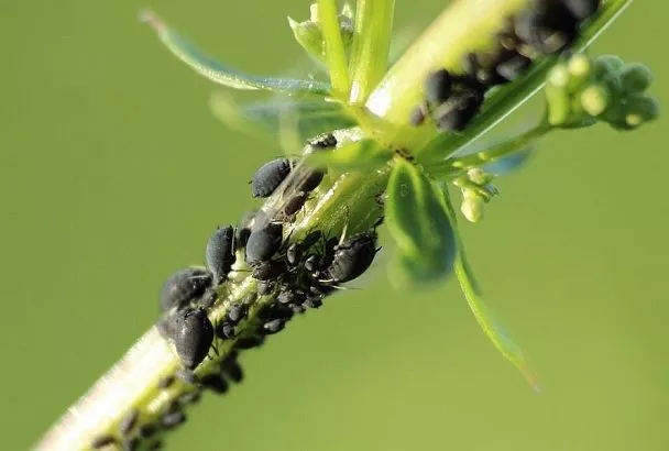 Если тля разбушевалась: дайджест лучших советов, из которых вы узнаете простые и эффективные способы побороть эту напасть