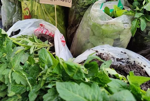 Какую рассаду помидоров лучше купить? Топ-3 низкорослых сорта 2025 года