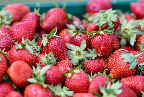 Партию клубники из Египта забраковали в порту Новороссийска: девять тонн зараженных насекомыми ягод уничтожены