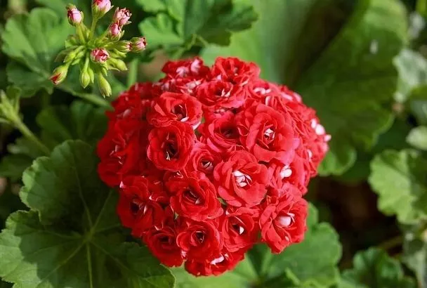 Сажаем пеларгонию рассадой так — и пышное цветение уже в первое лето