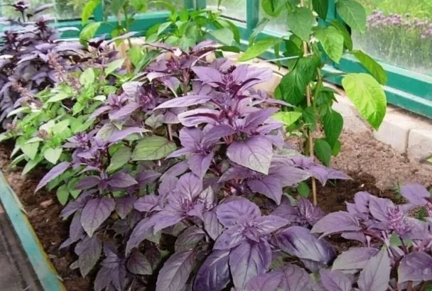 Посейте самые дешевые семена базилика на рассаду так, и можете забыть о вредителях в вашей теплице (лайфхак внутри)