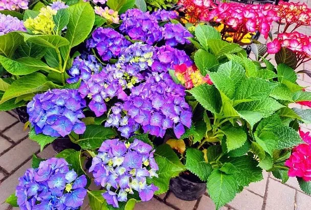 Гортензия в июне: 4 правила для шикарного цветения — полив, подкормки, подвязка