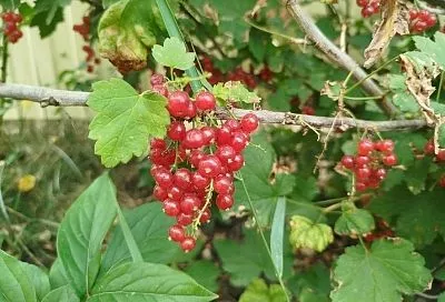 Крахмал для смородины: лучший способ значительно повысить урожайность кустов без химии