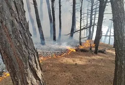 Лесной пожар под Геленджиком потушен