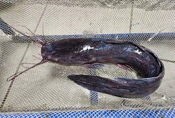 На юге оптимизируют методы разведения африканского клариевого сома