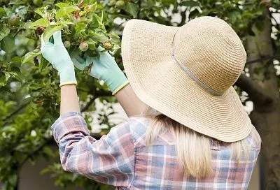 Ярко и губительно: чем опасна бокальчатая ржавчина
