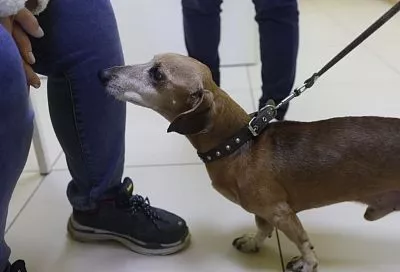 Груминг, дрессировка, коррекция поведения: на Кубани вырос спрос на услуги для питомцев