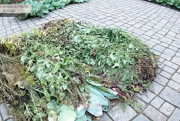 Не выбрасывайте ботву с вашего огорода:  осенью, она вам еще пригодится