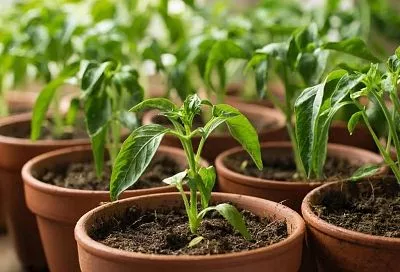 Как подготовить перец к посеву, чтобы не гадать: «взойдет — не взойдет»