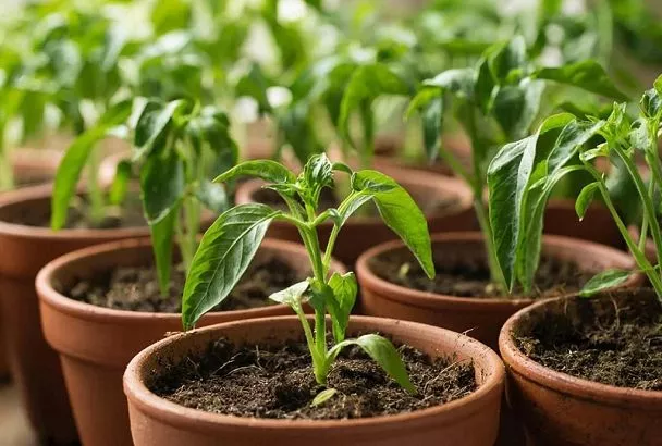 Как подготовить перец к посеву, чтобы не гадать: «взойдет — не взойдет»