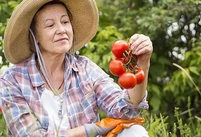 Развел 2 крупинки этого средства, и рассада прижилась на новом месте: раз побрызгал — и сильные кусты завалят урожаем