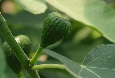 Не только на юге: морозостойкие сорта инжира, которые без проблем вырастут в большинстве регионов России