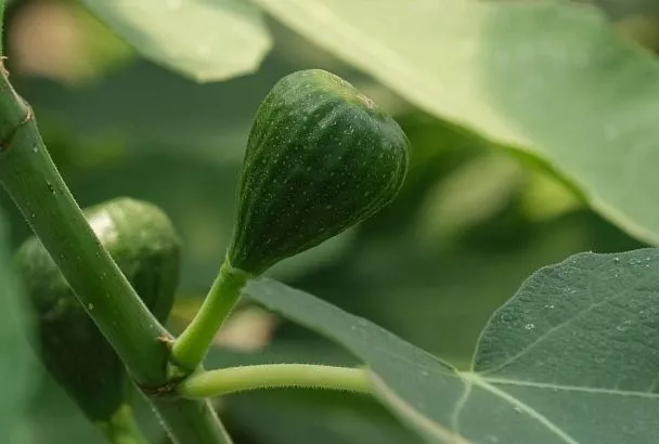 Не только на юге: морозостойкие сорта инжира, которые без проблем вырастут в большинстве регионов России