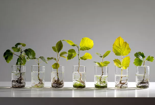 Как вырастить новые растения из черенков за пару недель