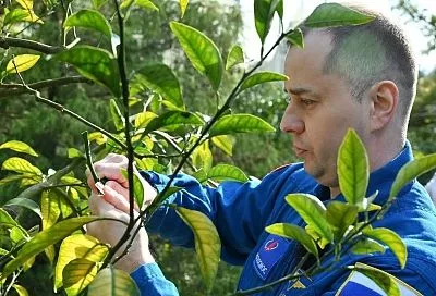 Космонавт Олег Платонов проходит реабилитацию в Сочи: он сделал памятную прививку на «Дереве Мира»