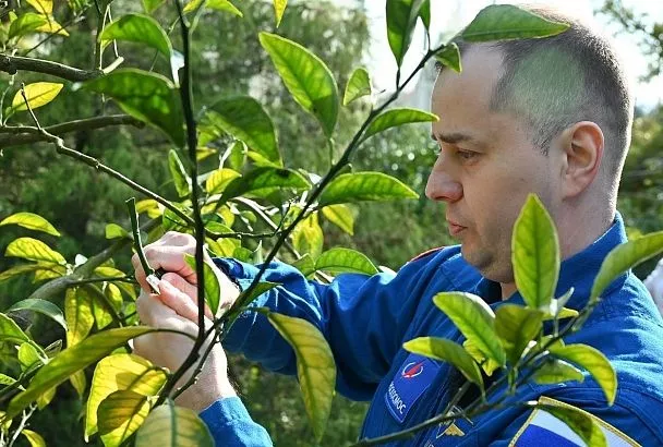 Космонавт Олег Платонов проходит реабилитацию в Сочи: он сделал памятную прививку на «Дереве Мира»