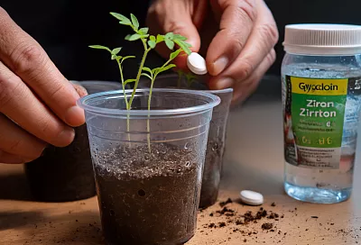 Пять простых приёмов для крепкой рассады томатов без удобрений