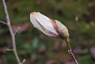 Магнолия Кобус в Сочи удивила цветами: экзотическое растение впервые распустило бутоны в декабре