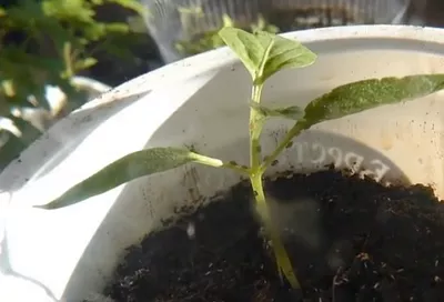 Полью рассаду перца 1 раз в 3 недели так, и тля обходит её стороной + лайфхак с мылом