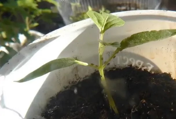 Полью рассаду перца 1 раз в 3 недели так, и тля обходит её стороной + лайфхак с мылом