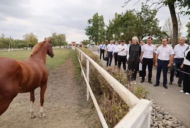 Губернатор Кубани Вениамин Кондратьев посетил учебное хозяйство по разведению лошадей в Мостовском районе