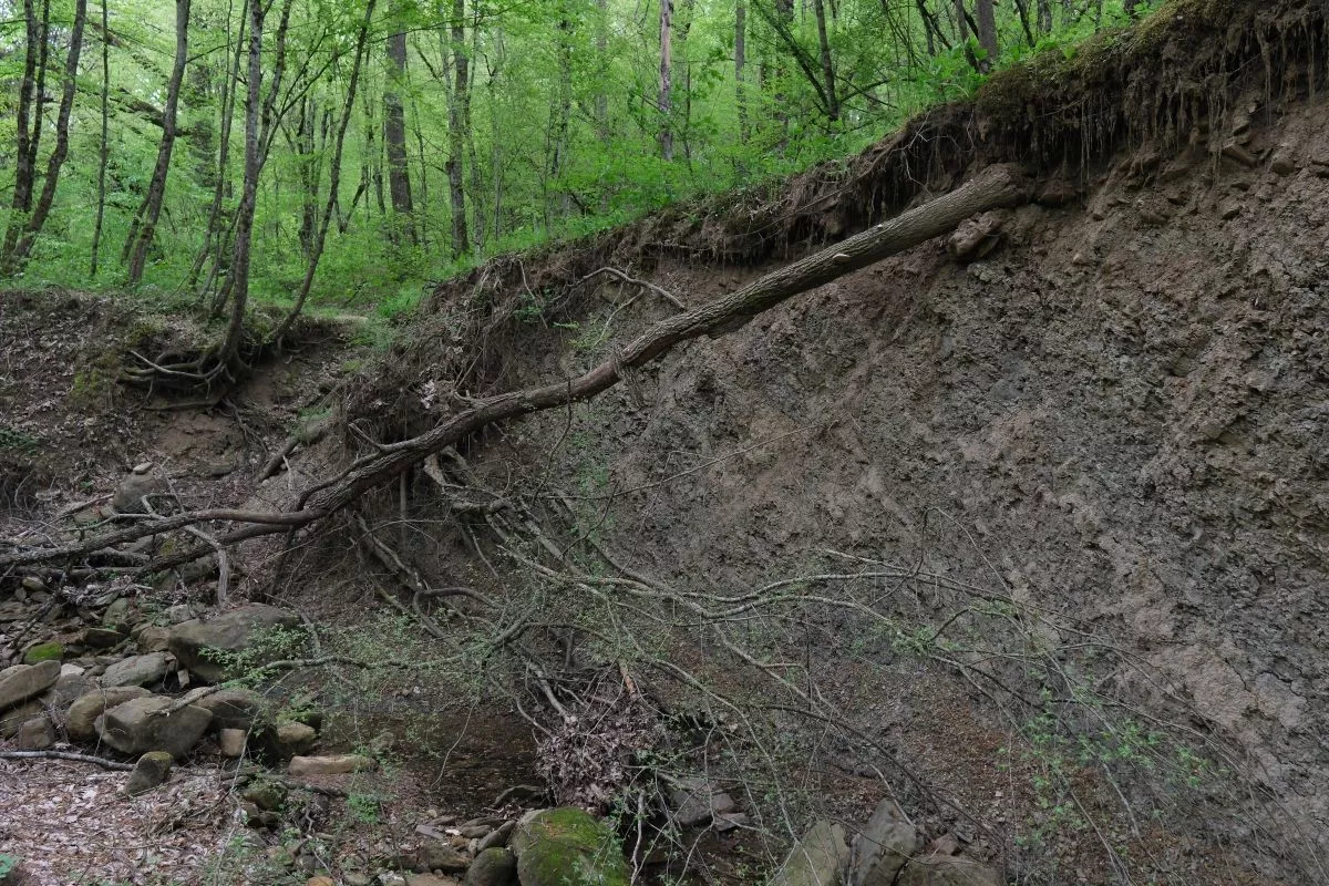 Землянку отшельницы из Краснодарского края обнаружили  в лесах Башкирии