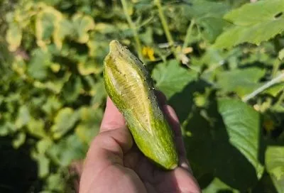 Лопнул огурец: почему без видимых признаков болезни трескаются плоды