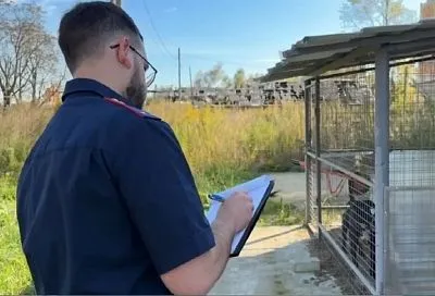 Напавших на мальчика в Краснодарском крае собак поместили на карантин