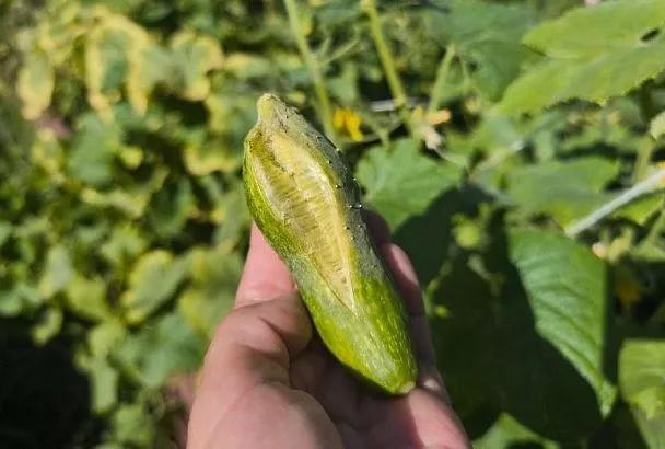 Лопнул огурец: почему без видимых признаков болезни трескаются плоды