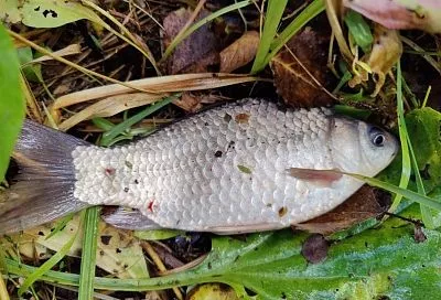 Какой карась не любит сало: нереально уловистая насадка поздней осенью, которая сводит рыбу с ума!