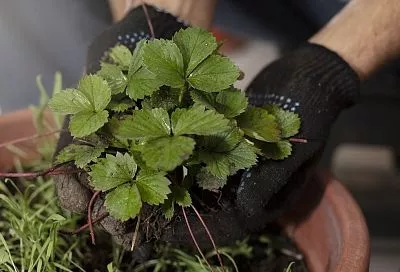 Сажаем клубнику до 15 сентября: точные сроки для сладкого урожая на будущий год