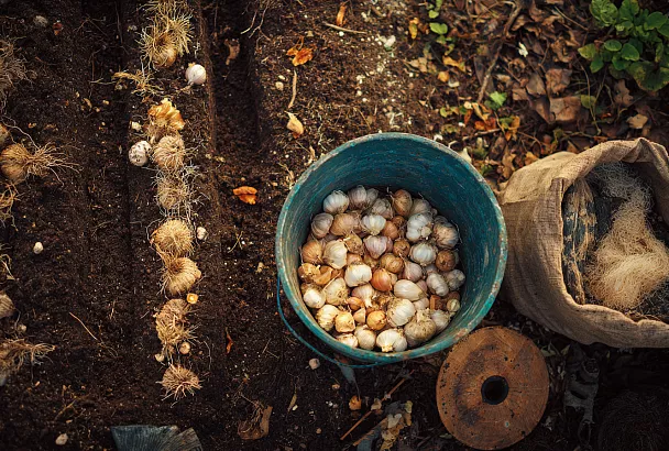 Как правильно посадить чеснок: основные правила для богатого урожая