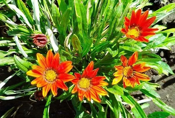 В жару и на солнцепеке: посадите прекрасную гацанию, которая выдержит практически любую засуху