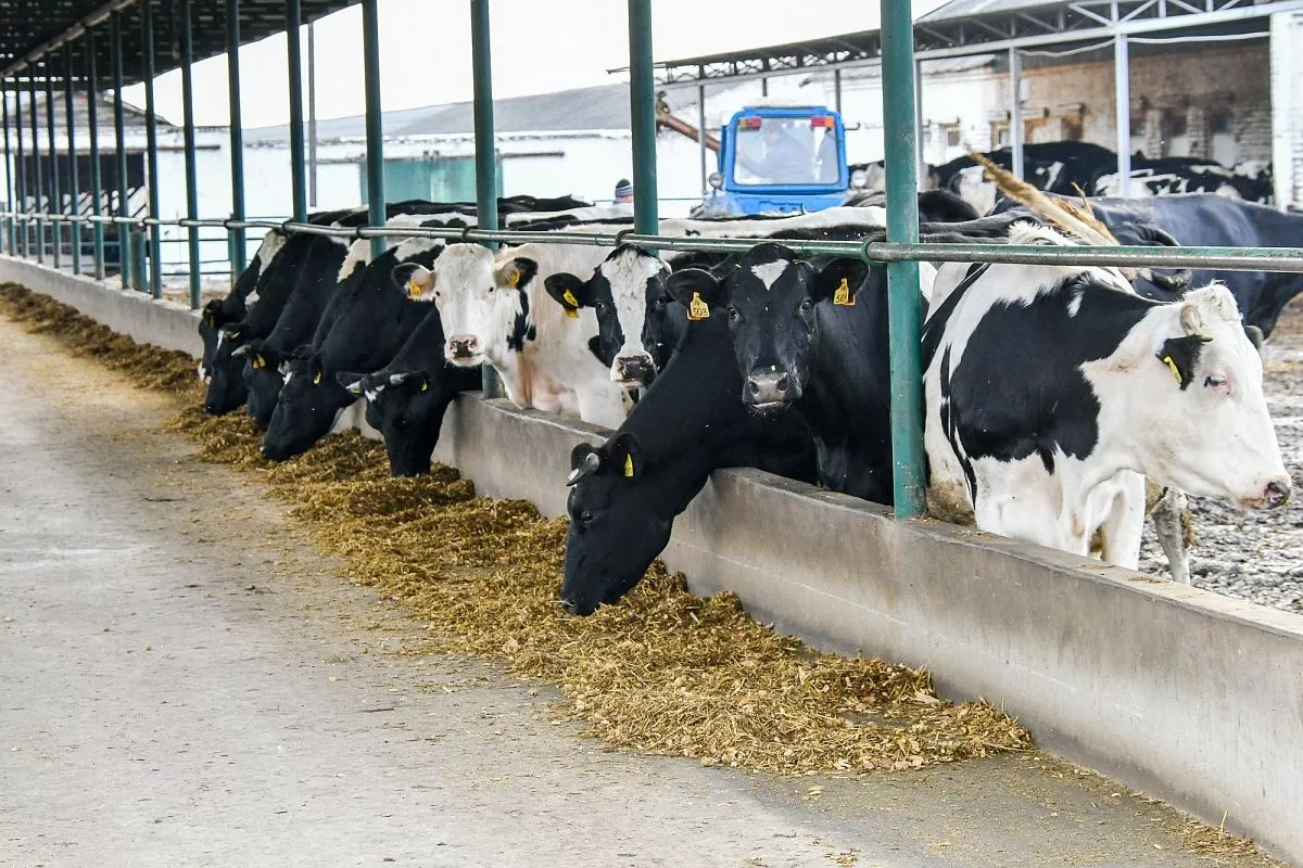 ФГУП "Кореновское"