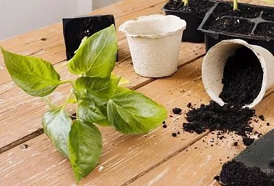 Появились сроки посева семян перца в 2025 году: считаем дни — время летит незаметно