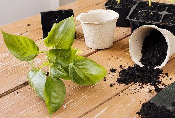 Появились сроки посева семян перца в 2025 году: считаем дни — время летит незаметно