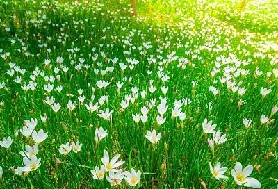 Африка под окном: что такое мавританский газон и как его создать