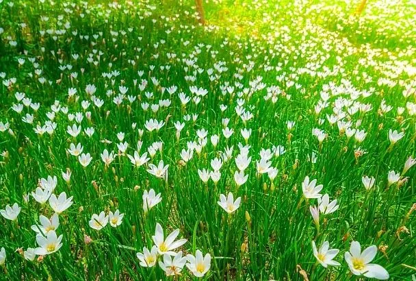 Африка под окном: что такое мавританский газон и как его создать