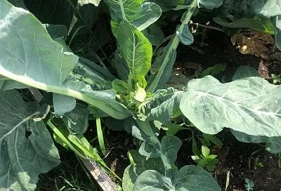 Цветная капуста – пустоцвет: почему такое происходит и как это исправить