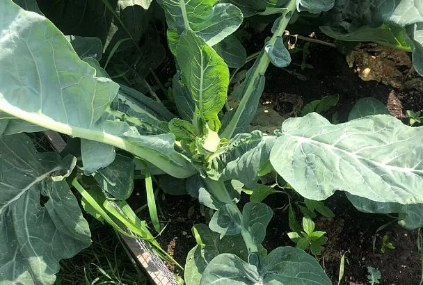 Цветная капуста – пустоцвет: почему такое происходит и как это исправить