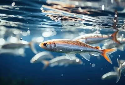 Рыбный комплекс РФ впервые заработал свыше 1 трлн рублей — итоги года