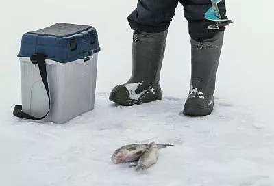 Присыпал мотыля для рыбалки этим способом, и всегда свежая насадка, а у других он гибнет на глазах