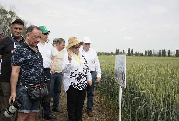 Зерновой суверенитет: кубанские аграрии добились прорыва в семеноводстве
