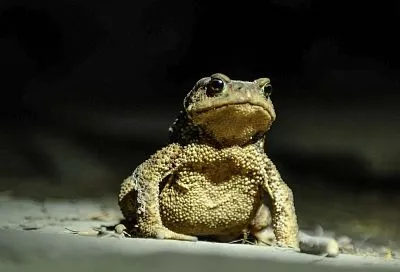 Краснокнижных лягушек и жаб обнаружили на территории памятника природы в Отрадненском районе