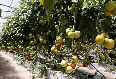 В Краснодарском крае начинающие фермеры получат гранты на развитие