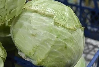 Почему капуста портится изнутри: как растить и хранить, чтобы такого не произошло