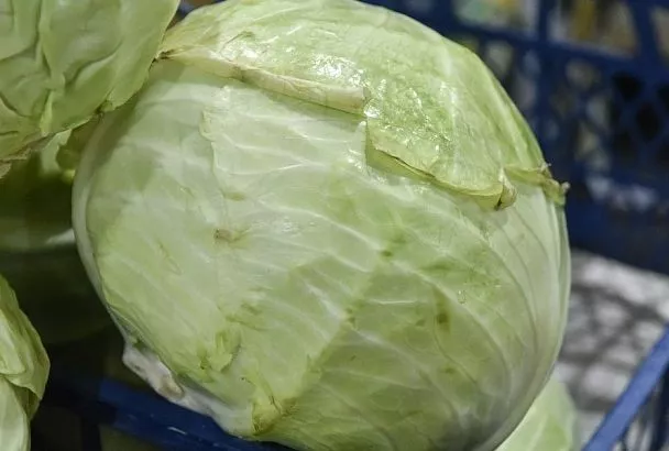 Почему капуста портится изнутри: как растить и хранить, чтобы такого не произошло